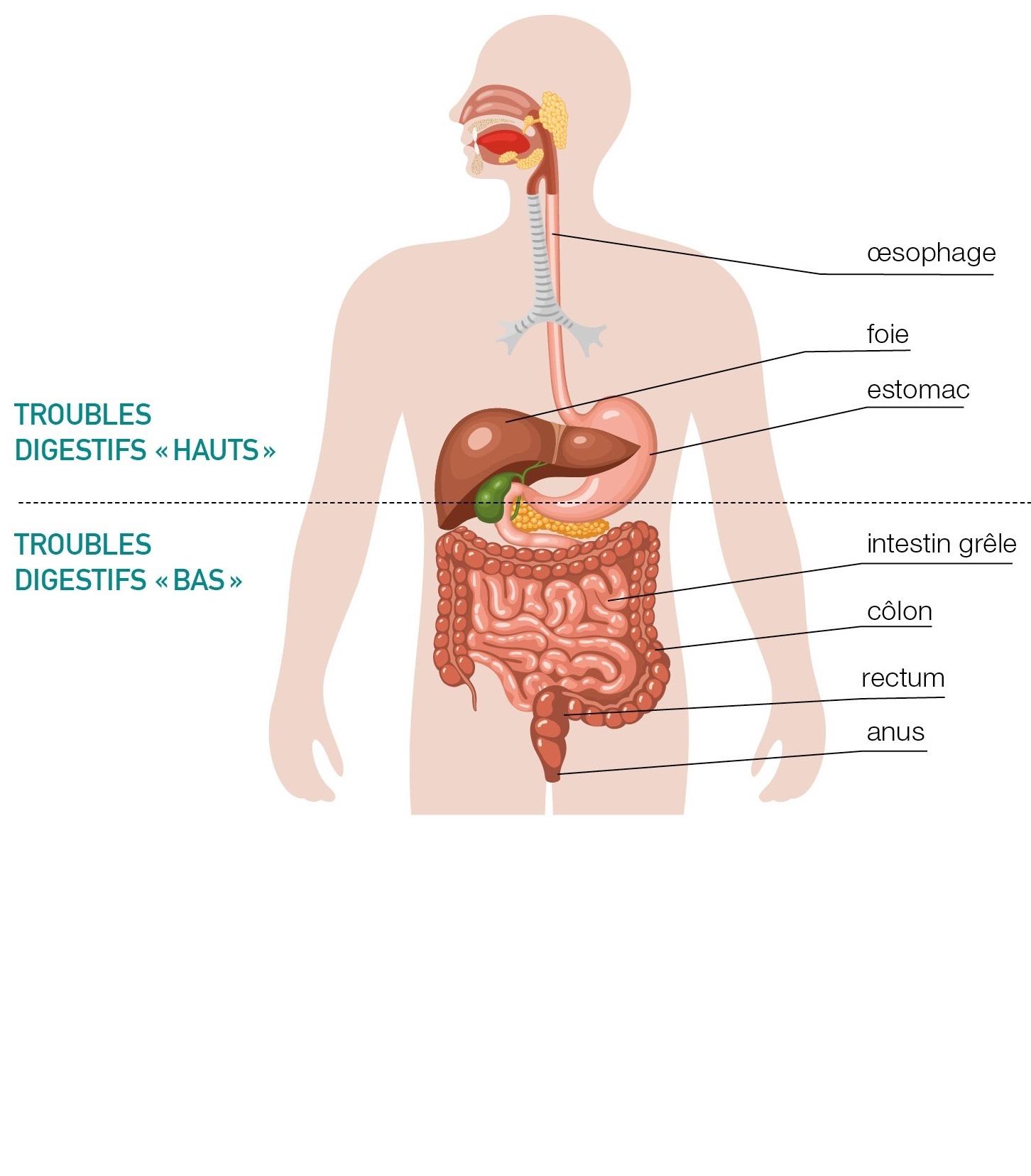 Constipation chronique : causes et symptômes - Inconforts digestifs