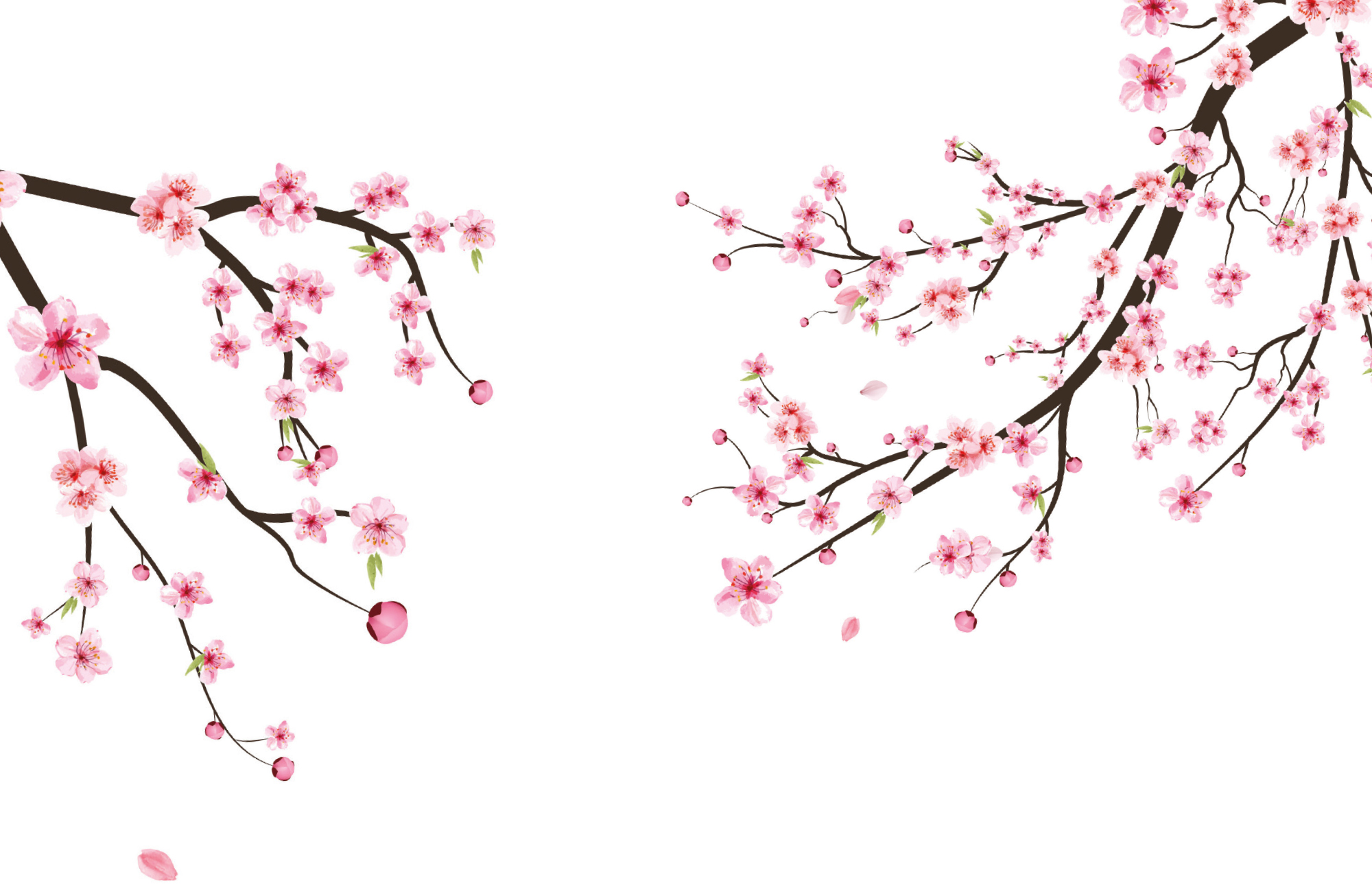 sakura
